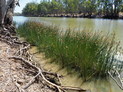 Kolety rush revegetation