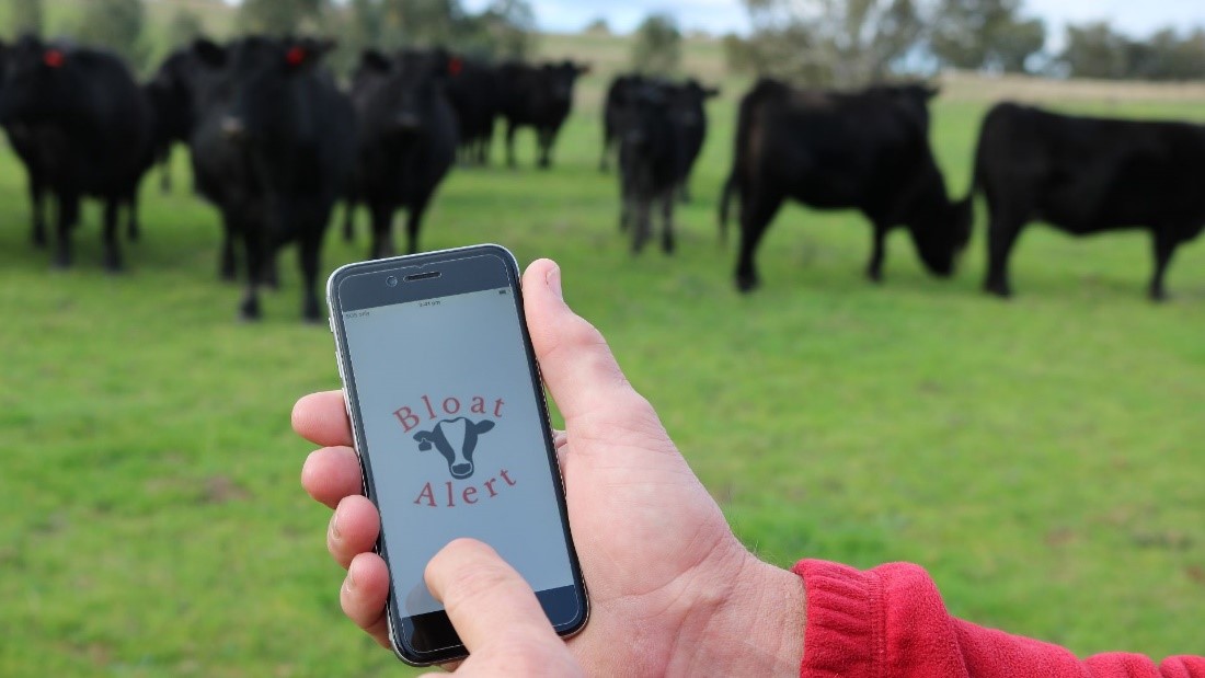 Hand holding phone with 'Bloat Alert' app on the screen, cattle in the background