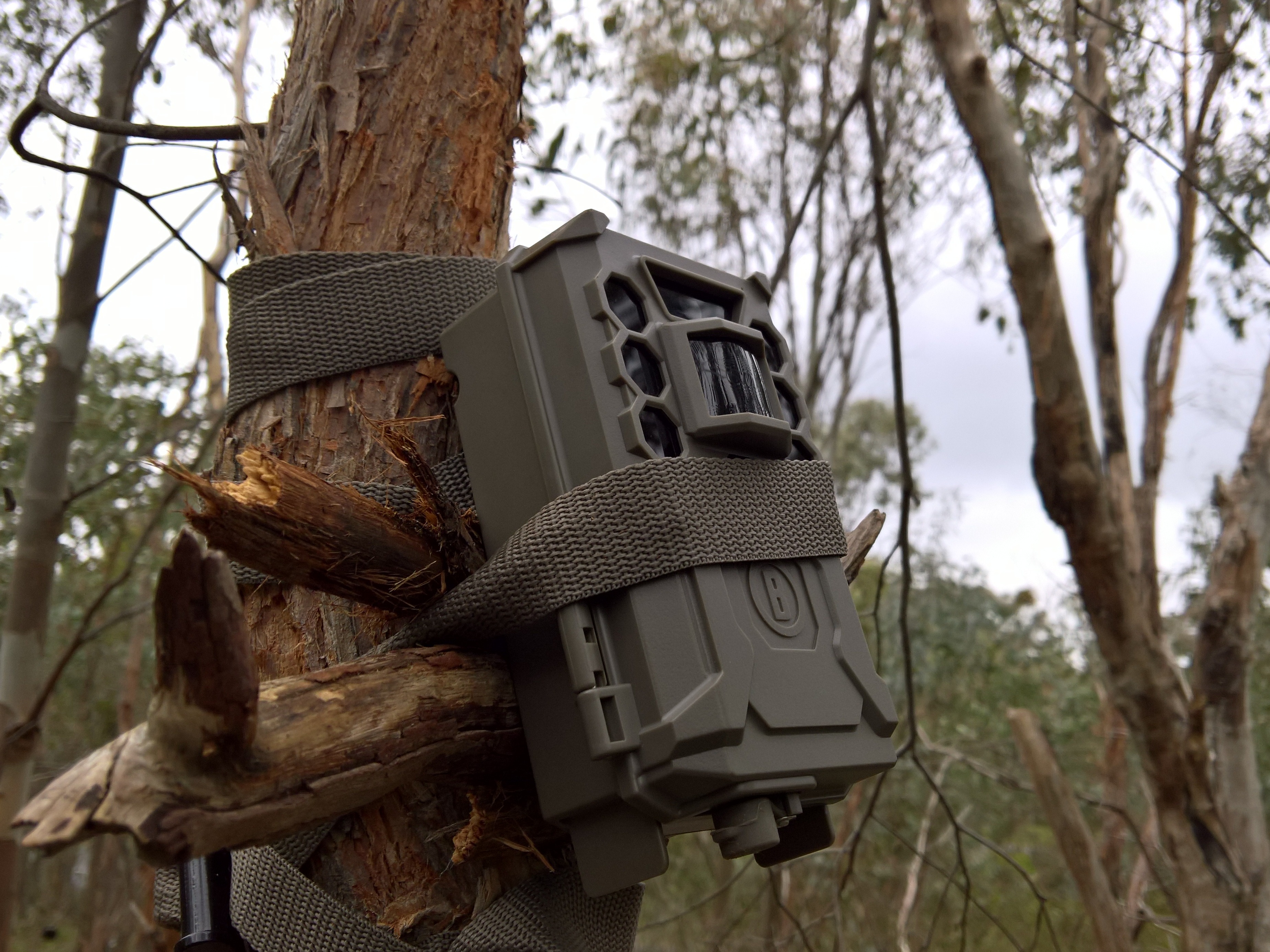 A wildlife monitoring camera mounted to a tree