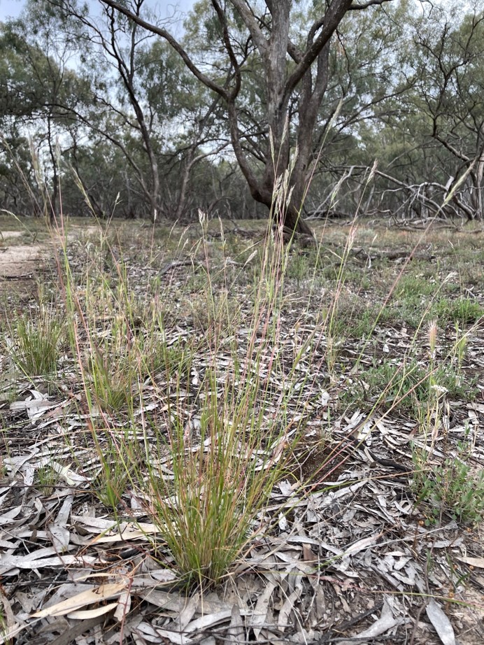 Seeding native perennial grass White-Top in a western black box community.