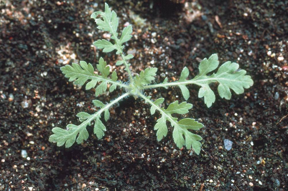 Parthenium weed