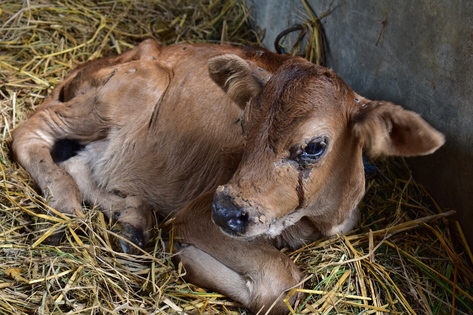 Lumpy skin disease in cattle - Nose and eye discharge