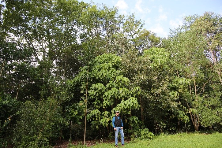 Brett standing in front of a rainforest planting he did 7 years ago in 2016 years ago