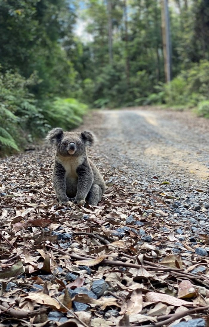 A koala on the side of a road looking at the camera