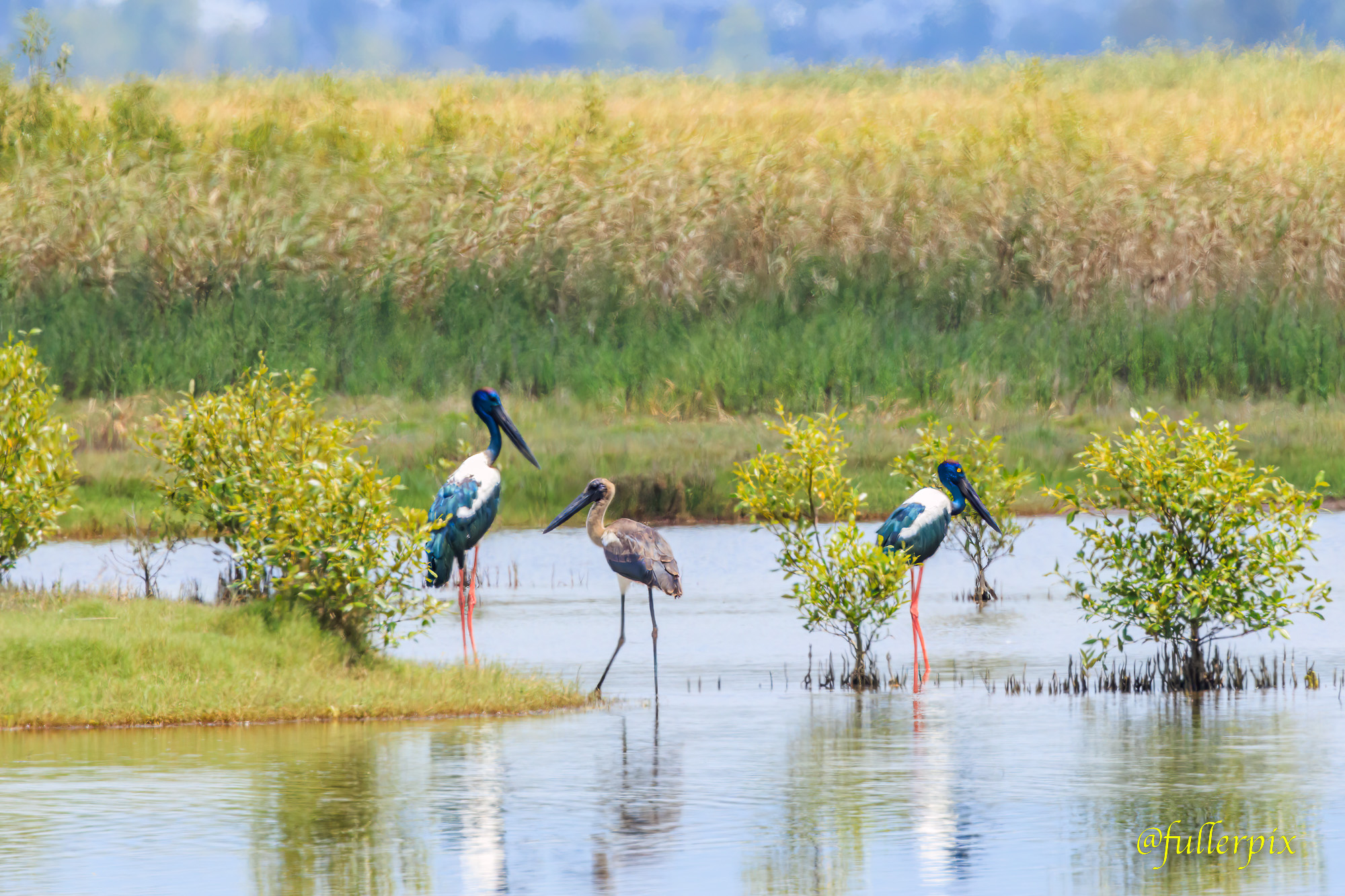 multiple black necked storks in a swamp searching for food