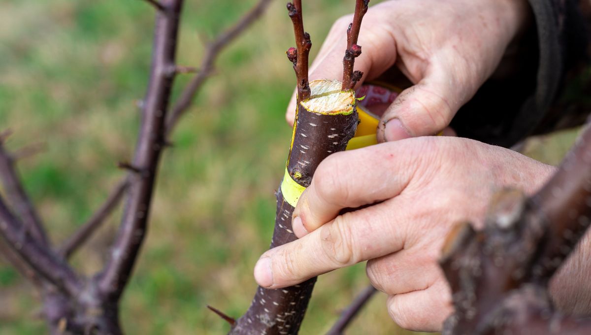 hands cutting off a branch on tree ready to graft